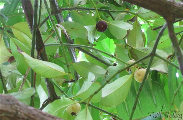 Les mangoustans.jpg