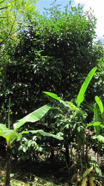 Le mangoustanier-Garcinia mangostana famille des Clusiacées bel arbre à feuillage persistant. La face supérieure des feuilles est de couleur vert-brillant, alors que la face inférieure est d'un vert-jaune mat..JPG