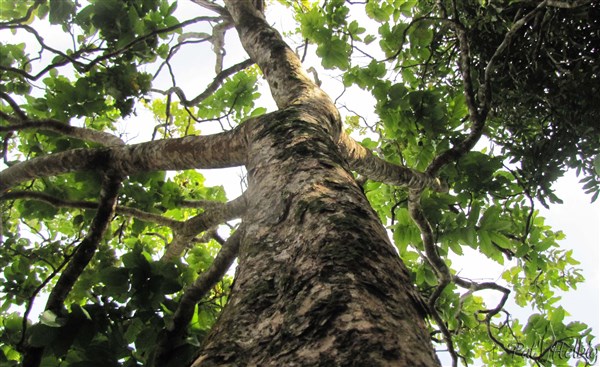 2 Le Kava-Pometia pinnata- à été introduit en Martinique de Tahiti dans les années 50. Il est originaire de l'Océanie..jpg