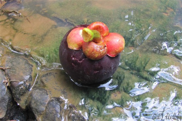 Pour terminer avec le mangoustan, un fruit tombé dans la ravine.jpg