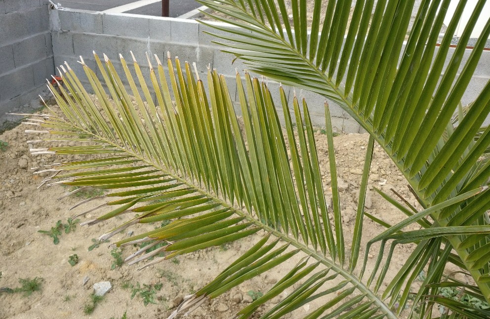 Un palm