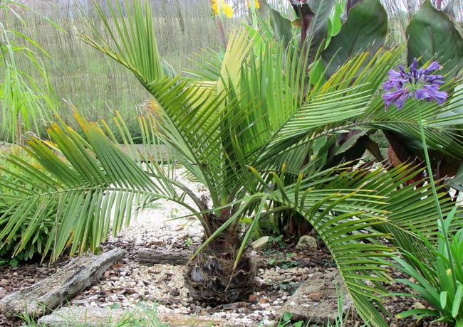 jubaea chilensis (Copier).JPG