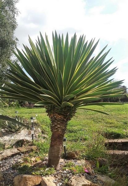 yucca gloriosa variégata (Copier).jpg