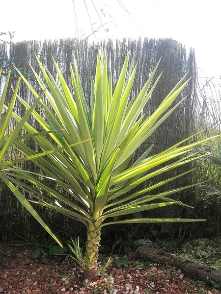 yucca elephantipes jewel (Copier).jpg