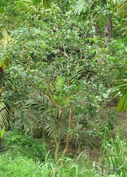 2  Le goyavier fraise-Psidium cattleianum, originaire du Brésil est un petit arbre décoratif..jpg