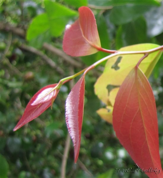 Les jeunes  feuilles rougeâtres et brillantes des extrémités sont décoratives et les branches pendantes sont flexibles ce qui permet une cueillette plus aisée..jpg