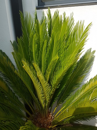 Cycas 27082017.jpg