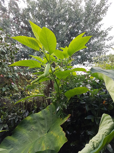 Brugmansia Weisser riese 29082017.jpg