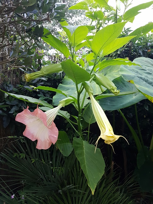 Brugmansia 2017 (3).jpg