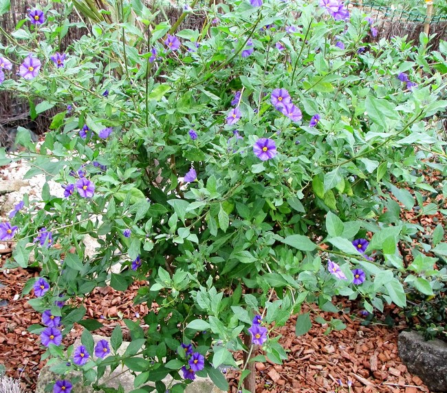 solanum rantonetii (Copier).JPG