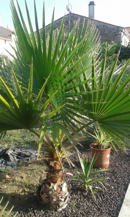 Washingtonia Robusta se gonfle au pied.