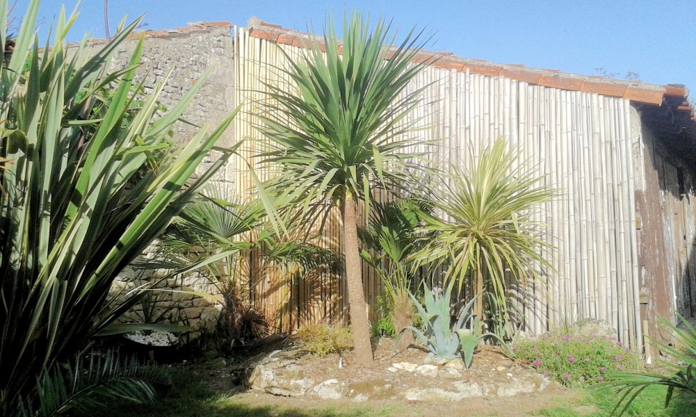 La cordyline qui s'était divisé l'an dernier n'a pas fleuri cette année?