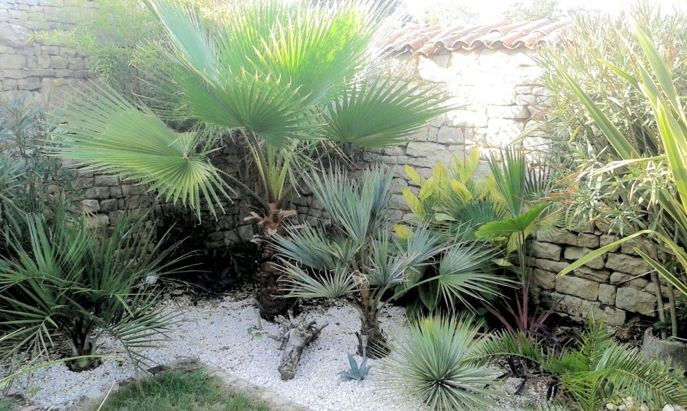 Première floraison de ce canna teès tardive ,nous avons trop manqué d'eau