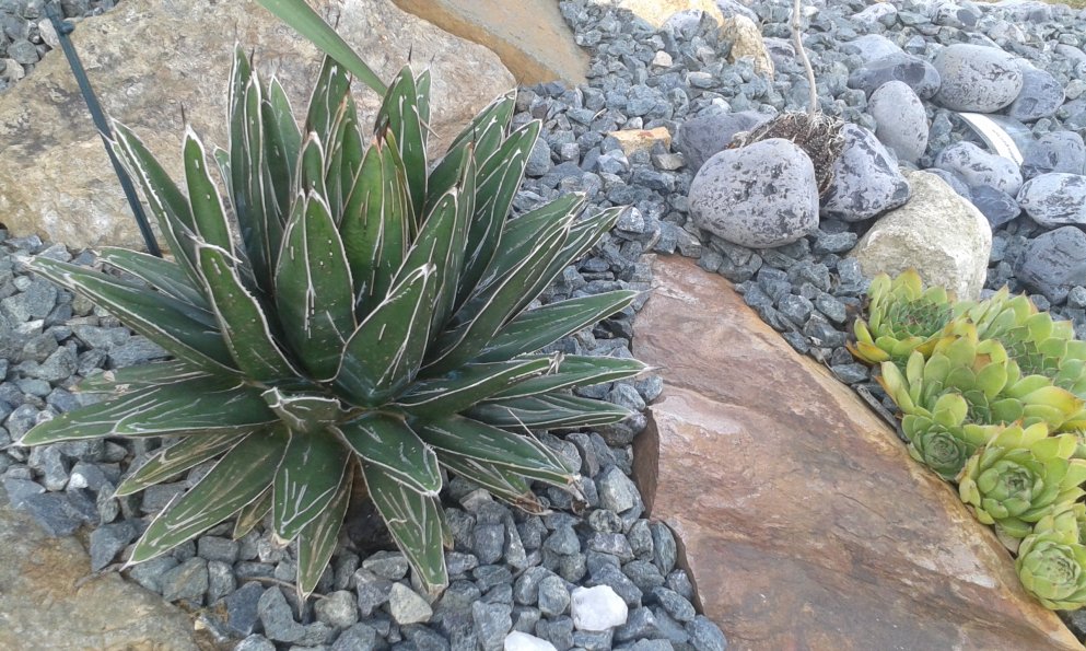 Agave Victoria-reginae