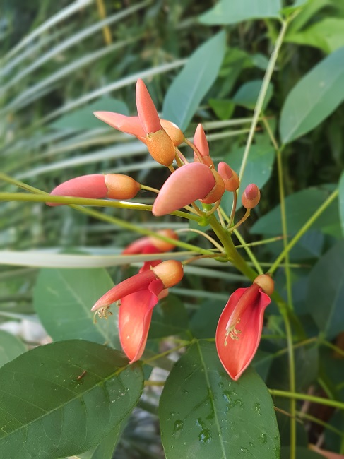 Erythrina crista-galli 02092017 (3).jpg