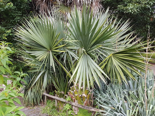 Jardn des Plantes Palmiers sept 2017 (4).jpg