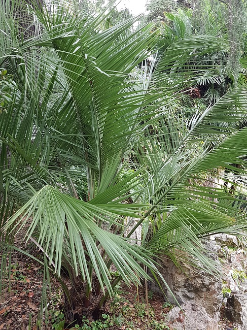 Jardn des Plantes Palmiers sept 2017 (2).jpg