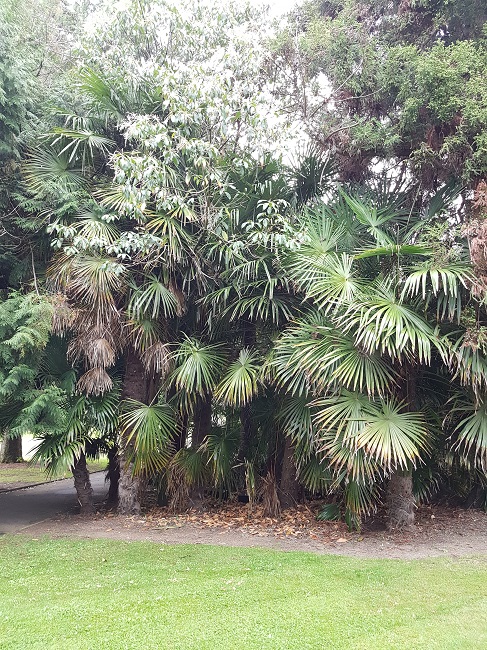 Jardn des Plantes Palmiers sept 2017 (1).jpg