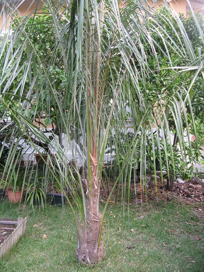 Parajubaea torallyi