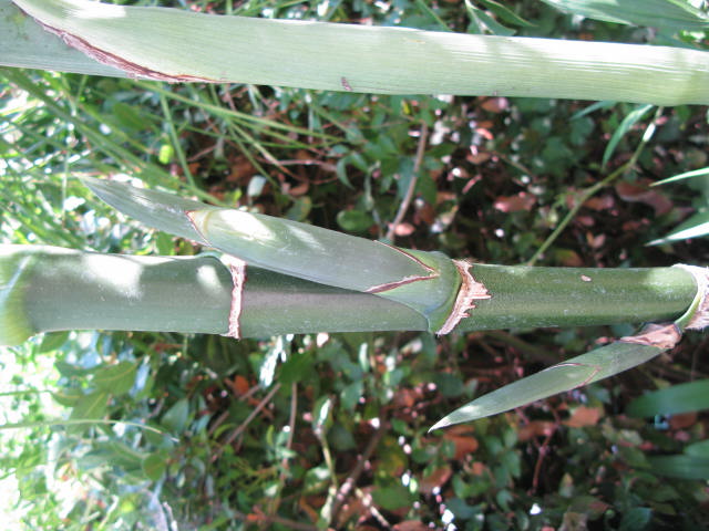 Chamaedorea plumosa