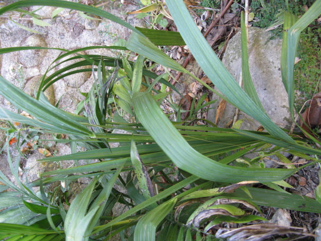 Sabal bermudana et Chamaedorea elegans