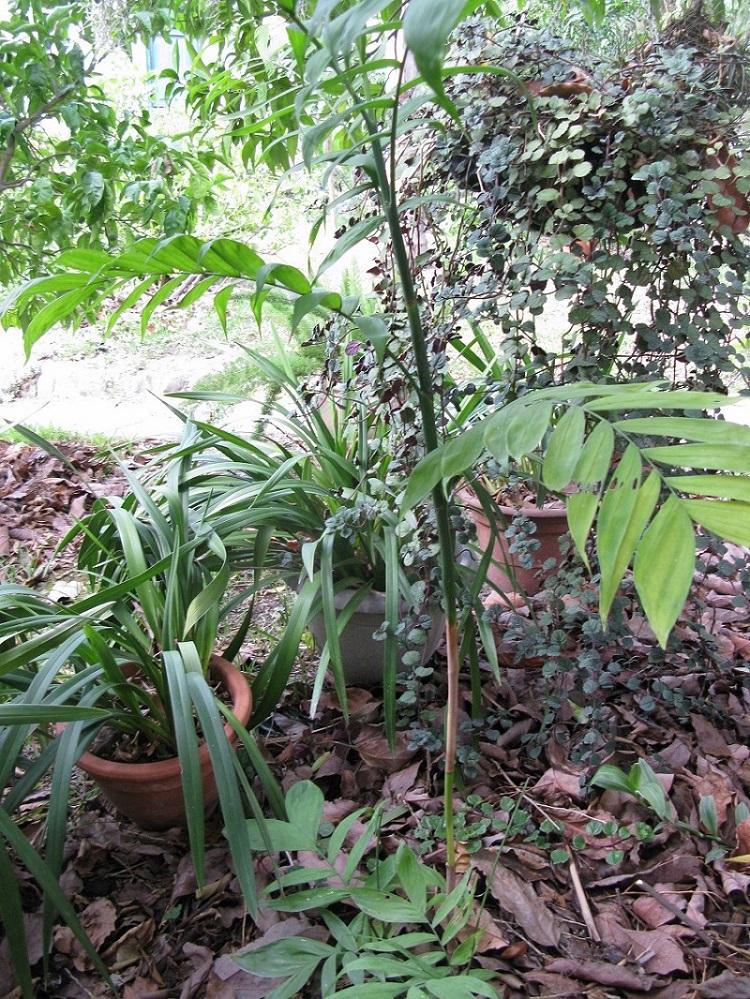 Chamaedorea microspadix