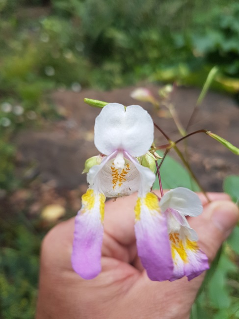 Impatiens balfouri Parc Gaudinière 2016 (2).jpg