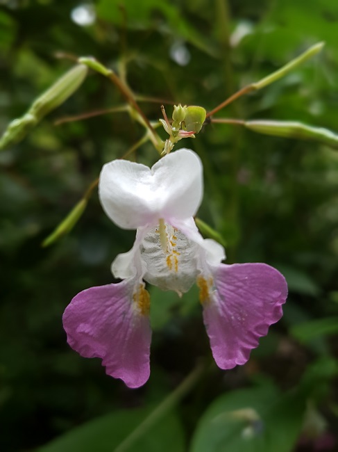 Impatiens balfouri Parc Gaudinière 2016 (4).jpg