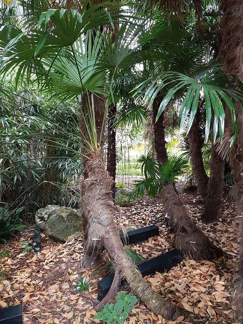 Jardin des Plantes Nantes Palmiers sept 2017 (8).jpg