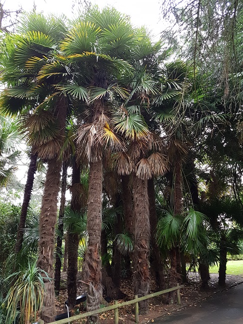 Jardin des Plantes Nantes Palmiers sept 2017 (1).jpg