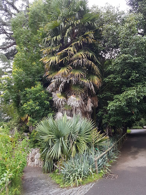 Jardin des Plantes Nantes Palmiers sept 2017 (7).jpg