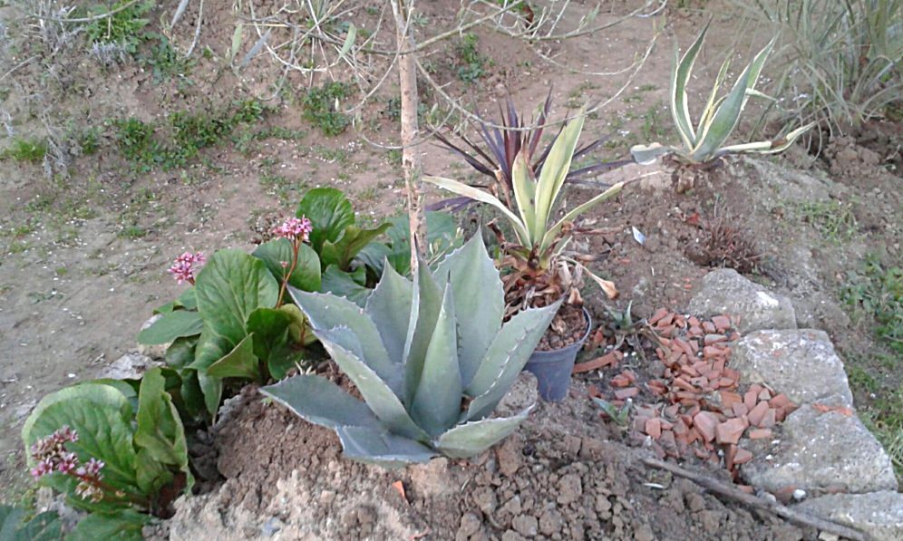 20 avril 2015 ovatifolia au pied de l'olivier