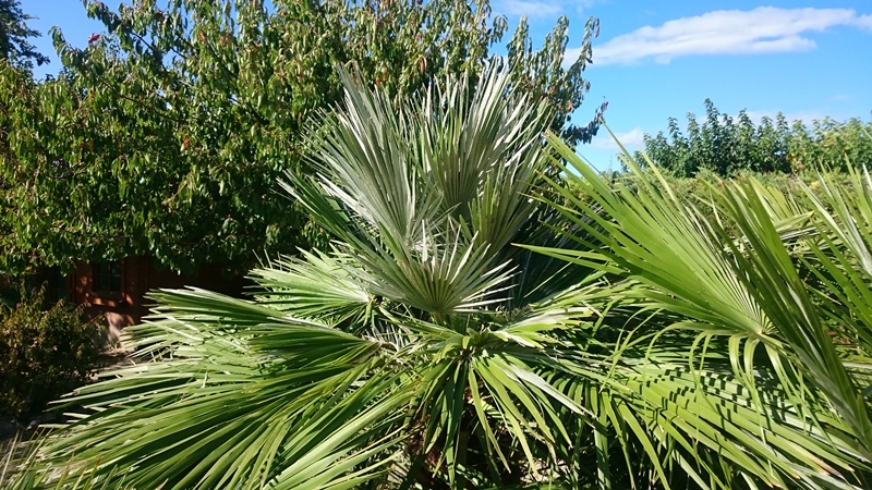 un palmier qui se porte pas trop mal malgré une forte infestation et un traitement de choc