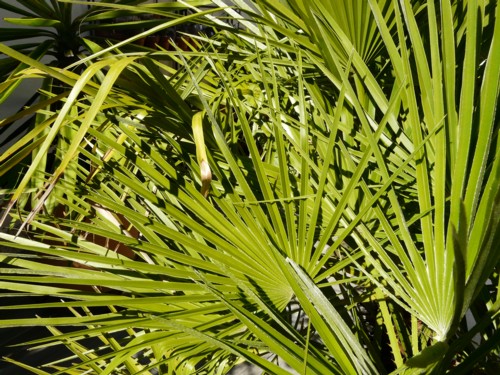 Chamaerops Humilis (1)fous.jpg