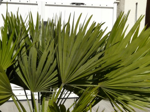 chamaerops humilis vulcano 1 fous.jpg