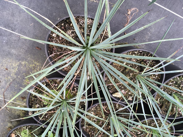 Yucca linearifolia blue form X Yucca thompsoniana redim.jpg