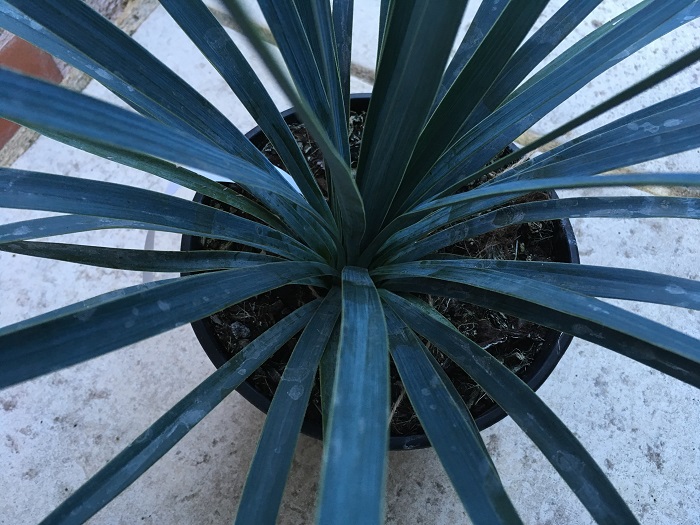 Yucca recurvifolia X Yucca linearifolia forme bleue 3  hybride N°7.jpg 2 redim.jpg