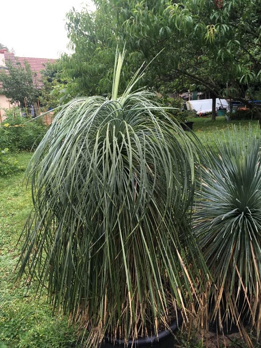 Yucca linearifolia pendula redim.jpg