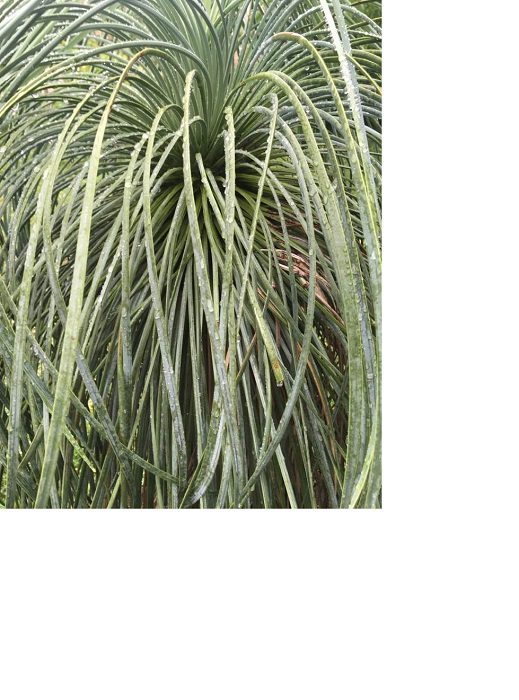 Yucca linearifolia pendula 3 jpg redim.jpg