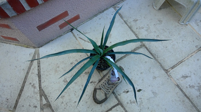 yucca recurvifolia vc X Yucca treculeana var. canaliculata TL (1) redim.jpg