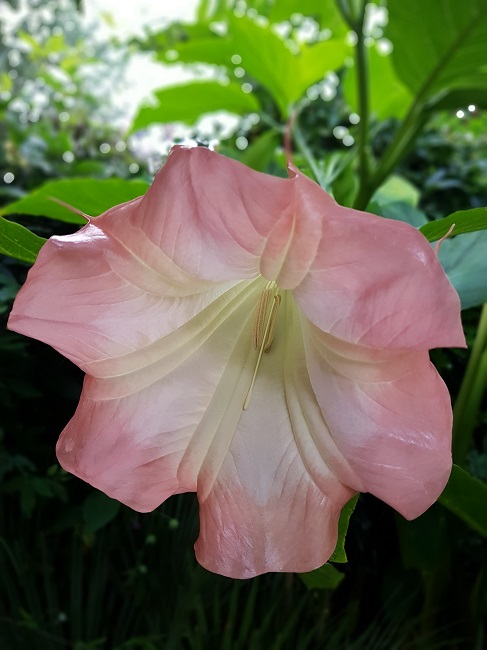 Brugmansia 2017 (1).jpg