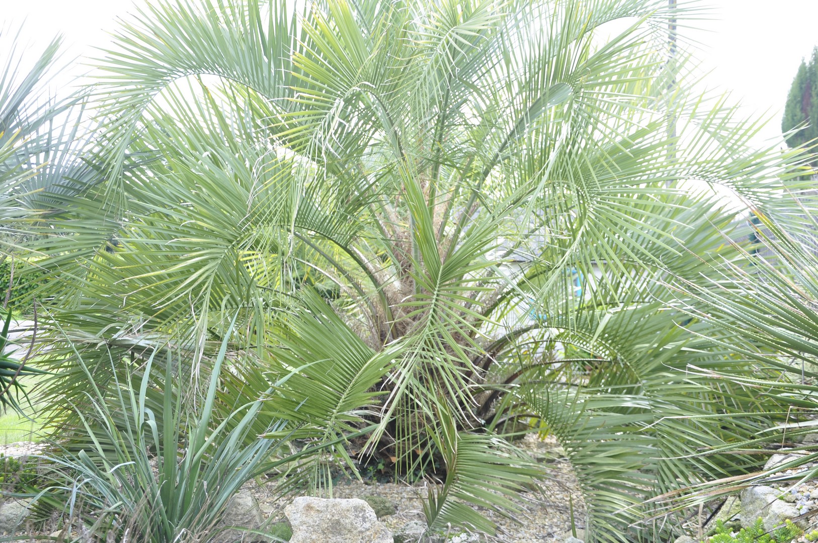 Butia Eriospatha 2 (Copier).JPG