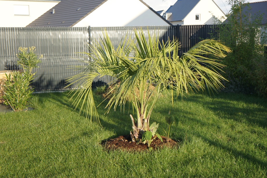 butia_odorata