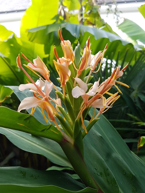 Hedychium Dave Case 02102017.jpg