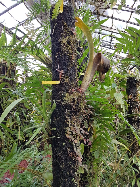 Support épyphites jardin des Plantes Nantes (2).jpg