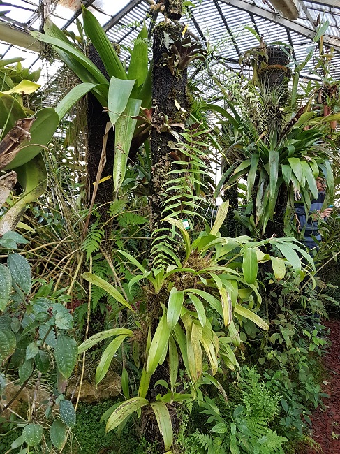 Support épyphites jardin des Plantes Nantes (3).jpg