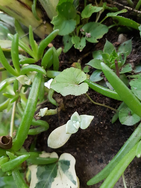 SE Graptopetalum paraguayens 02102017.jpg