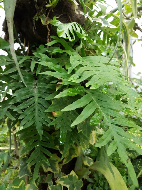 SE Polypodium vulgare 02102017.jpg