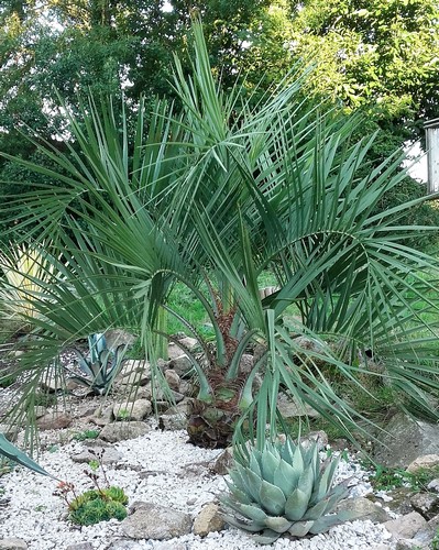 butia odorata 2  (Copier).jpg