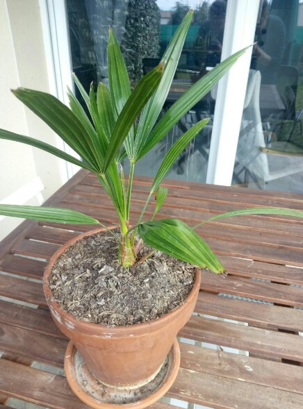 voici le petit palmier âgé de 3 ans